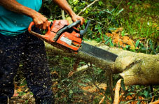 Woking Tree Surgeon